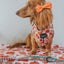Dog Adjustable Harness - Pie There!