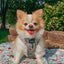 Dog Adjustable Harness - Disney's Snow White