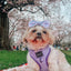 Dog Adjustable Harness - Aurora