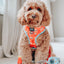 Dog Reversible Harness - One Hot Pupperoni