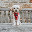 Dog Adjustable Harness - Harry Potter™