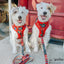 Dog Adjustable Harness - Harry Potter™