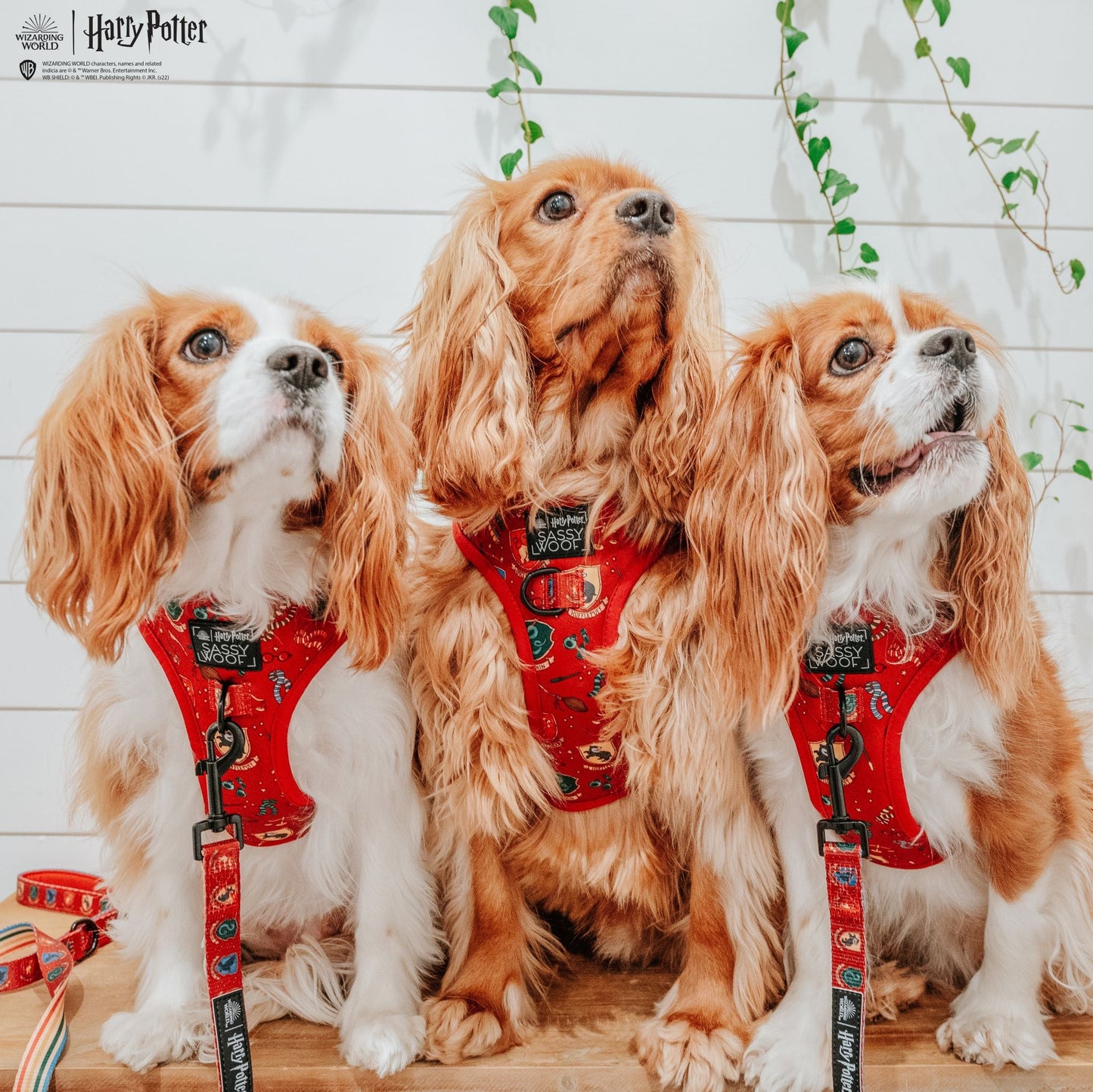 Dog Adjustable Harness - Harry Potter™