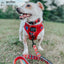 Dog Adjustable Harness - Harry Potter™