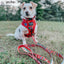 Dog Collar - Harry Potter™
