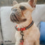 Dog Collar - Harry Potter™