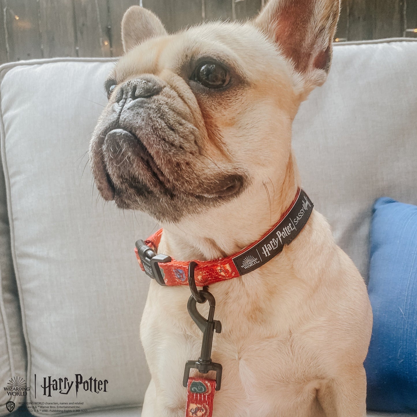 Dog Collar - Harry Potter™