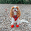 Dog Adjustable Harness - Harry Potter™