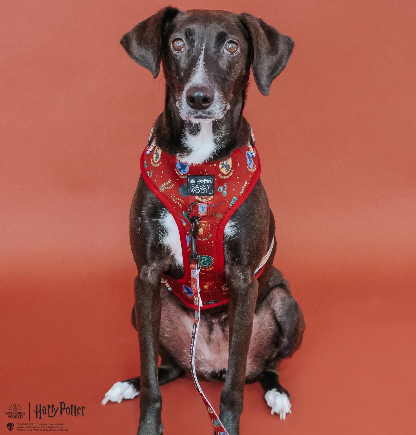 Dog Adjustable Harness - Harry Potter™