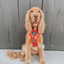 Dog Adjustable Harness - Harry Potter™