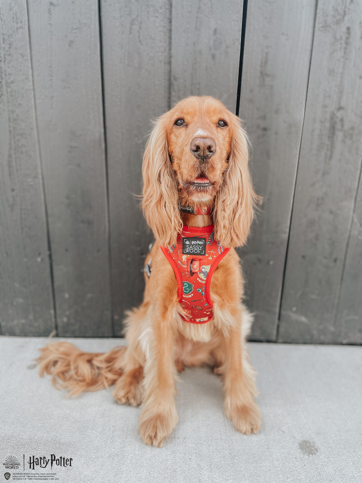 Dog Adjustable Harness - Harry Potter™