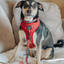 Dog Adjustable Harness - Harry Potter™