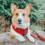 Dog Adjustable Harness - Harry Potter™