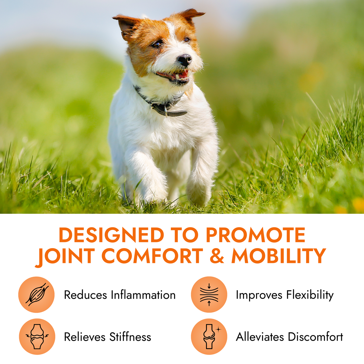 Pet Vet Products® Glucosamine Hip & Joint Supplement for Dogs – Beef Liver Flavor, 60 Soft Chews with MSM & Chondroitin for Mobility Support