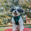 Dog Collar - Barks of Holly