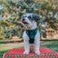 Dog Adjustable Harness - Barks of Holly