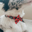Dog Collar - Deck the Paws