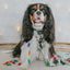 Dog Collar - Jingle Bell Guac