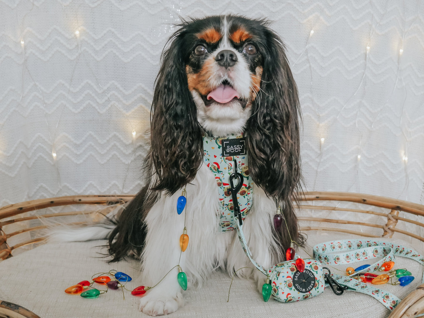 Dog Collar - Jingle Bell Guac