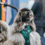 Dog Adjustable Harness - Barks of Holly