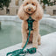 Dog Leash - Barks of Holly