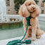 Dog Collar - Barks of Holly