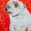 Dog Collar - Jingle Bell Guac