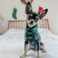Dog Adjustable Harness - Barks of Holly
