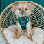 Dog Adjustable Harness - Barks of Holly