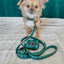 Dog Leash - Barks of Holly