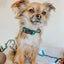 Dog Collar - Barks of Holly