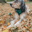 Dog Adjustable Harness - Barks of Holly