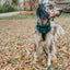 Dog Leash - Barks of Holly