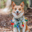 Dog Collar - Jingle Bell Guac