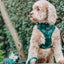 Dog Collar - Barks of Holly