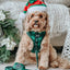 Dog Leash - Barks of Holly