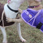 Derby Originals 1200D Horse-Tough Ruff Pup Winter Dog Coat – 150g Insulated, 3-Layer Breathable Design with Nylon Lining, 2-Year Warranty