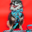 Dog Adjustable Harness - Hot Wheels™