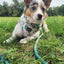 Dog Rope Leash - Hunter