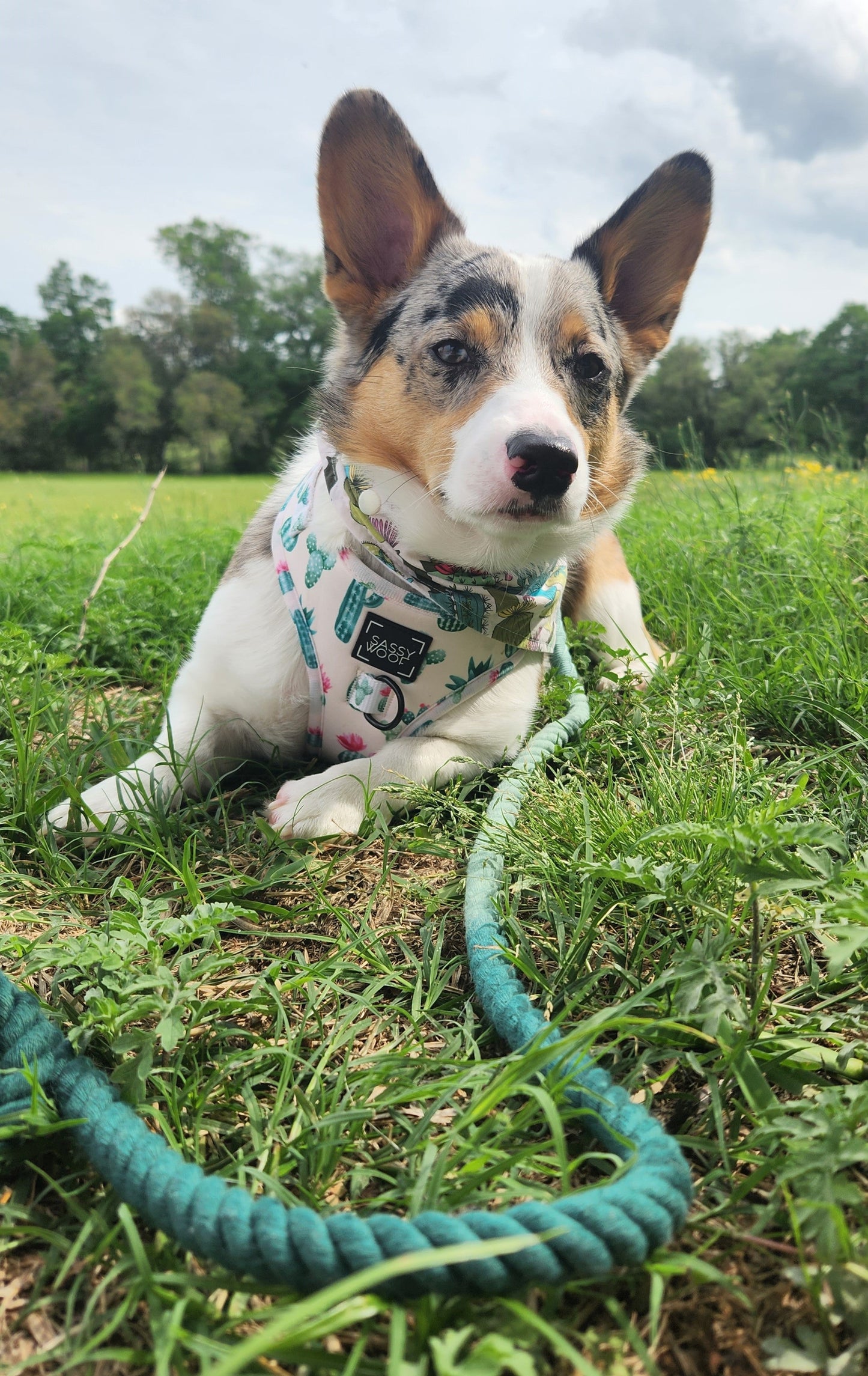 Dog Rope Leash - Hunter