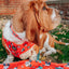 Dog Collar - Disney Holiday Collection