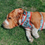 Dog Adjustable Harness - Looney Tunes™ Blue