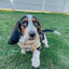 Dog Step-In Harness - Sunflower Dreams