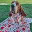 Dog Collar - Peanuts™ Harvest