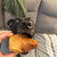 Pork Tails