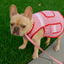 🇲🇽 Dogñitas – The Abuelita Mandil for Your Pup 🐶