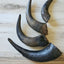 Bison Horn (Grass Fed & Finished)
