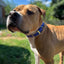 Sport Collar - Biothane