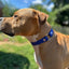 Sport Collar - Biothane