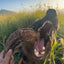 Turkey Neck